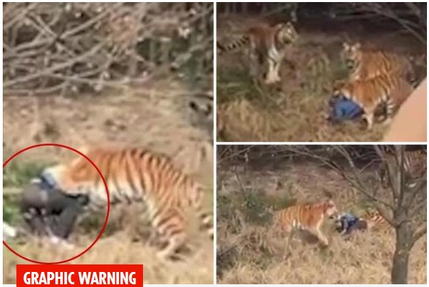 Pria China Tewas Diterkam Tiga Harimau di Depan Istri dan Anaknya